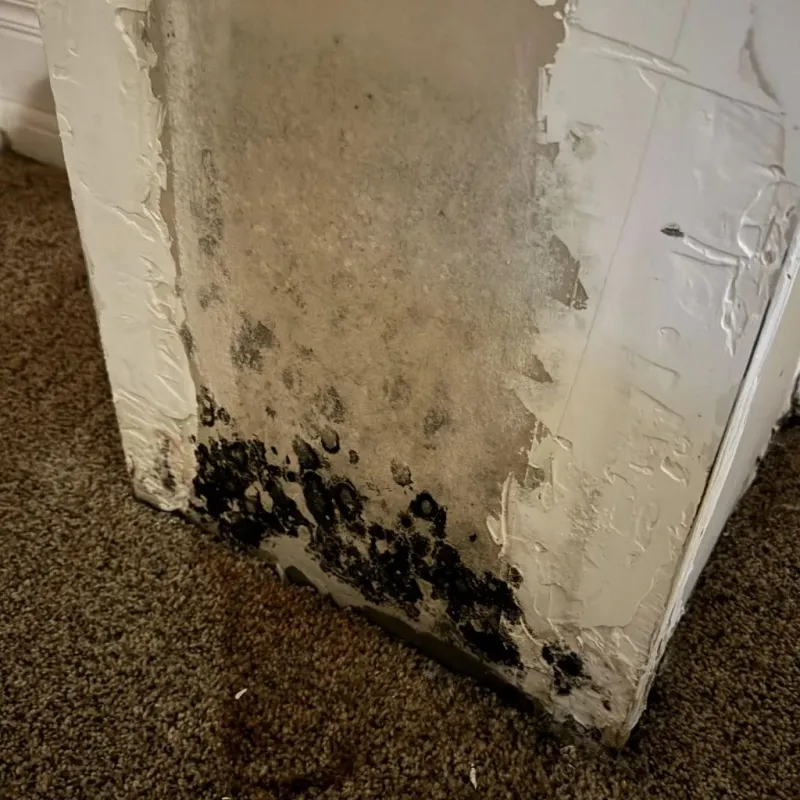 Professional Mold Removal in Toulon, IL